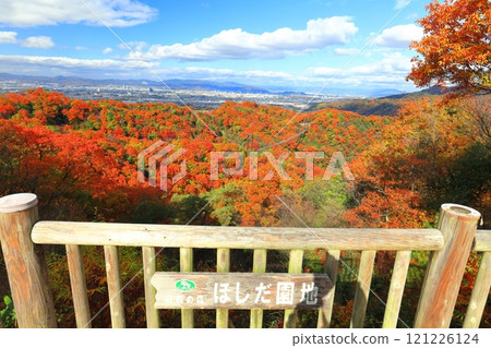[Osaka Prefecture] Hoshida Park, Osaka Prefectural Forest: Star Swing and Autumn Leaves 121226124