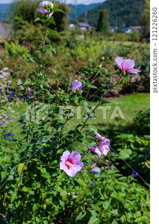 Rose of Sharon blooming neatly in a summer garden Rose of Sharon blooming neatly in a summer garden 121226260