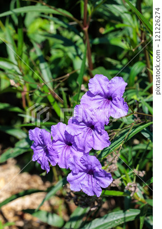 Lueria simplex「紫色陣雨」在秋季花園中綻放美麗 Lueria simplex「紫色陣雨」在秋季花園中綻放美麗 121226274