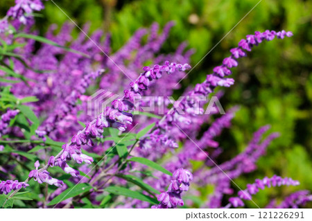 Close up of Mexican sage flowers blooming in a garden in autumn Close up of Mexican sage flowers blooming in a garden in autumn 121226291
