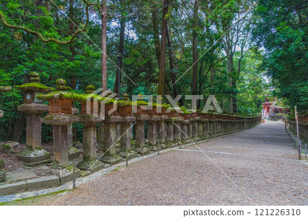 Kasuga Taisha Shrine - A UNESCO World Heritage Site, with a spectacular view of over 2,000 stone lanterns and 1,000 hanging lanterns Kasuga Taisha Shrine - A UNESCO World Heritage Site, with a spectacular view of over 2,000 stone lanterns and 1,000 hanging lanterns 121226310