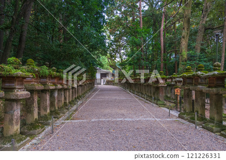 Kasuga Taisha Shrine - A UNESCO World Heritage Site, with a spectacular view of over 2,000 stone lanterns and 1,000 hanging lanterns 121226331