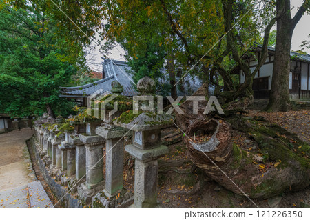 春日大社 - 聯合國教科文組織世界遺產，擁有 2000 多個石燈籠和 1000 個懸掛燈籠，蔚為壯觀 121226350