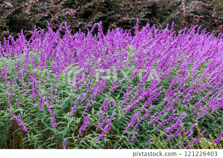 墨西哥鼠尾草花在花園裡秋天盛開 墨西哥鼠尾草花在花園裡秋天盛開 121226403