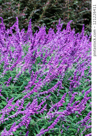 Mexican sage flowers in the garden blooming in autumn Mexican sage flowers in the garden blooming in autumn 121226411