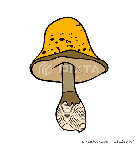 Set of mushrooms. Hand drawn vector illustration. Vegan food menu. Poisonous and edible mushroom. Autumn mushroom picking, forest plant sketches 121226464