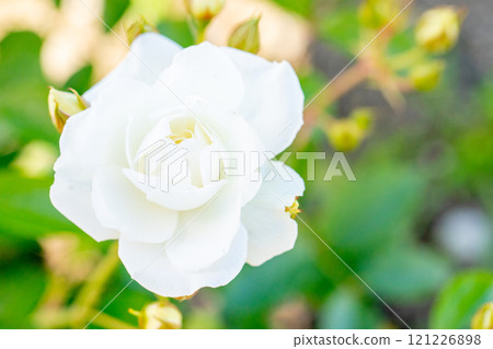 Flowers around the house, various in all four seasons. Beautiful and pure white roses have bloomed in the rose garden. Flowers around the house, various in all four seasons. Beautiful and pure white roses have bloomed in the rose garden. 121226898