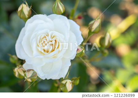 房子周圍鮮花盛開——各種季節——玫瑰園的花壇盛開著美麗整齊的白玫瑰。 121226899