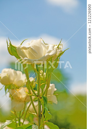 房子周圍鮮花盛開——各種季節——玫瑰園的花壇盛開著美麗整齊的白玫瑰。 121226900