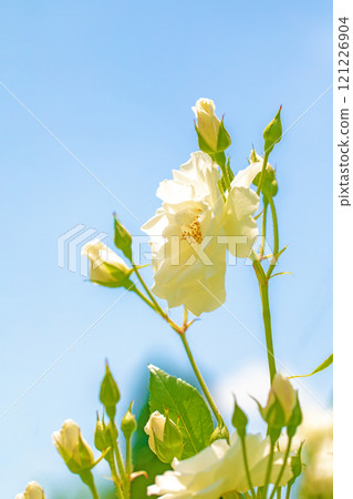 房子周圍鮮花盛開——各種季節——玫瑰園的花壇盛開著美麗整齊的白玫瑰。 121226904