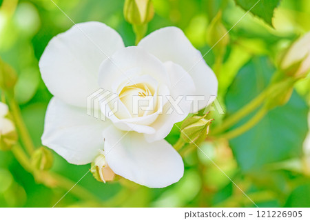 房子周圍鮮花盛開——各種季節——玫瑰園的花壇盛開著美麗整齊的白玫瑰。 房子周圍鮮花盛開——各種季節——玫瑰園的花壇盛開著美麗整齊的白玫瑰。 121226905