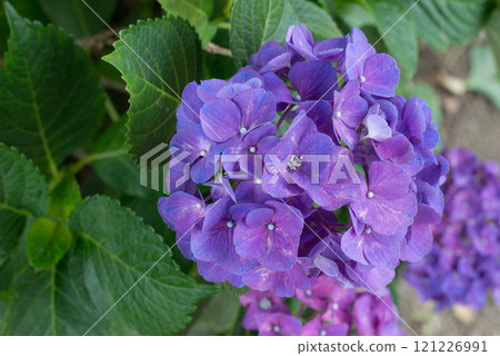 hydrangea hydrangea 121226991
