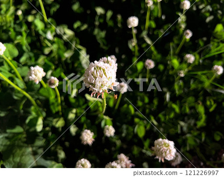 White clover - basking in the slanting afternoon sun White clover - basking in the slanting afternoon sun 121226997