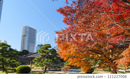 有秋葉的老Shiba Rikyu庭院 有秋葉的老Shiba Rikyu庭院 121227006