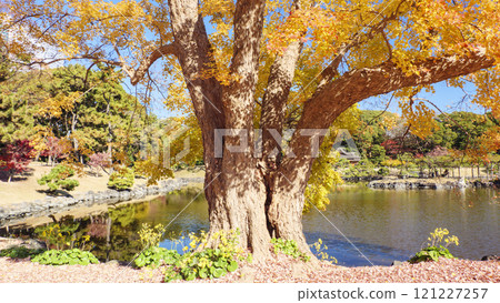 秋葉灘立宮花園 121227257