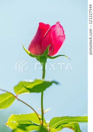 Flowers around the house, various in all four seasons, rose garden, beautiful and delicate petals, bewitching red roses swaying in the early autumn breeze Flowers around the house, various in all four seasons, rose garden, beautiful and delicate petals, bewitching red roses swaying in the early autumn breeze 121227544