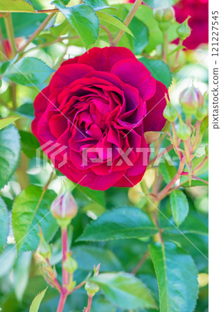 Flowers around the house, various in all four seasons, rose garden, beautiful and delicate petals, bewitching red roses swaying in the early autumn breeze 121227545