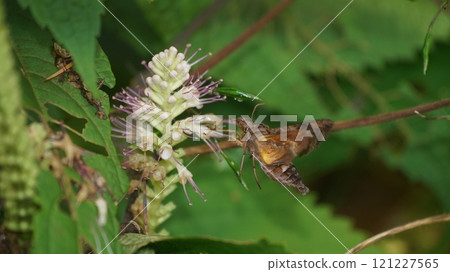 A star-studded hawk moth sucking nectar from a hawkweed A star-studded hawk moth sucking nectar from a hawkweed 121227565