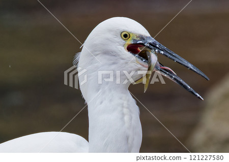 little egret eating fish little egret eating fish 121227580