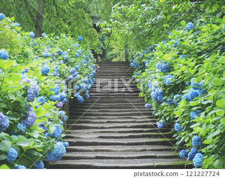 Hydrangeas blooming on the steps of Meigetsuin Temple 121227724