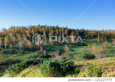 草津白根山南麓的森林風景 121227773
