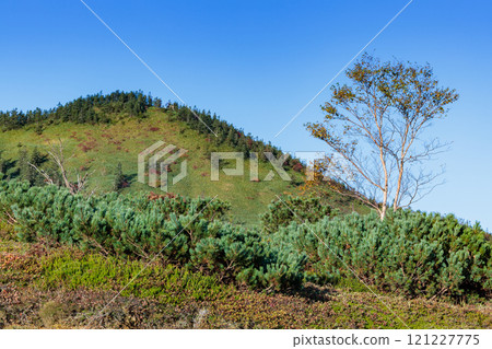 草津白根山南麓的森林風景 121227775