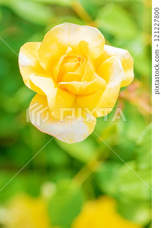 Flowers around the house, various seasons, rose garden, beautiful and delicate petals, yellow roses swaying in the early autumn breeze 121227800