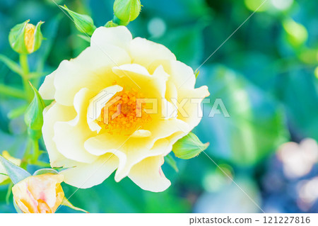 Flowers around the house, various seasons, rose garden, beautiful and delicate petals, yellow roses swaying in the early autumn breeze 121227816