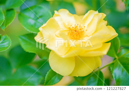 房子周圍鮮花盛開,四季不同,玫瑰園,花瓣美麗,黃玫瑰在初秋的微風中搖曳 房子周圍鮮花盛開,四季不同,玫瑰園,花瓣美麗,黃玫瑰在初秋的微風中搖曳 121227827