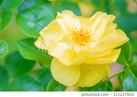 房子周圍鮮花盛開，四季不同，玫瑰園，花瓣美麗，黃玫瑰在初秋的微風中搖曳 121227828