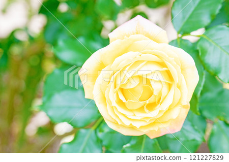 房子周圍鮮花盛開，四季不同，玫瑰園，花瓣美麗，黃玫瑰在初秋的微風中搖曳 121227829