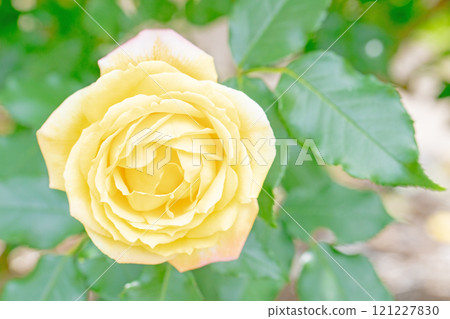Flowers around the house, various seasons, rose garden, beautiful and delicate petals, yellow roses swaying in the early autumn breeze 121227830