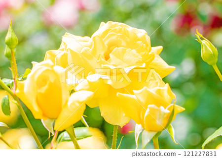 房子周圍鮮花盛開,四季不同,玫瑰園,花瓣美麗,黃玫瑰在初秋的微風中搖曳 房子周圍鮮花盛開,四季不同,玫瑰園,花瓣美麗,黃玫瑰在初秋的微風中搖曳 121227831
