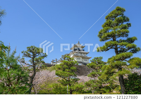 掛川天守閣在春日蔚藍的天空下閃閃發光 121227880