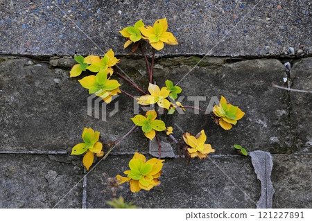 在衝津和佐散步 121227891