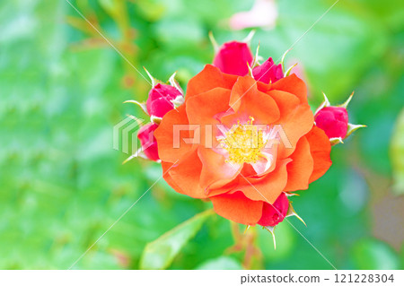 Flowers around the house, various seasonal plants, rose garden, beautiful and delicate petals, pink roses swaying in the early autumn breeze 121228304