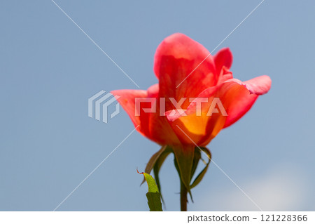 屋子周圍鮮花盛開，四季各異，玫瑰園裡，花瓣美麗，粉紅的玫瑰在初秋的微風中搖曳。 121228366
