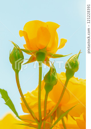 屋子周圍鮮花盛開，四季各異，玫瑰園裡，花瓣美麗，粉紅的玫瑰在初秋的微風中搖曳。 121228391