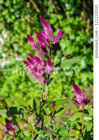 Nogitsune flowers blooming in the garden 121228593