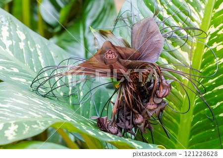 A rare Tacca chantrieri flower blooming in a greenhouse A rare Tacca chantrieri flower blooming in a greenhouse 121228628