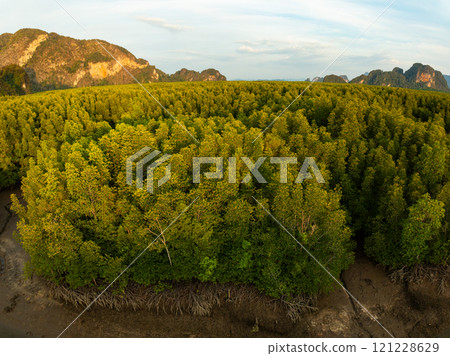 Amazing abundant mangrove forest,Aerial view of forest trees Rainforest ecosystem and healthy environment background,Texture of green trees forest background Amazing abundant mangrove forest,Aerial view of forest trees Rainforest ecosystem and healthy environment background,Texture of green trees forest background 121228629