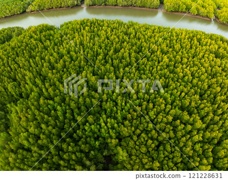 Amazing abundant mangrove forest,Aerial view of forest trees Rainforest ecosystem and healthy environment background,Texture of green trees forest background 121228631