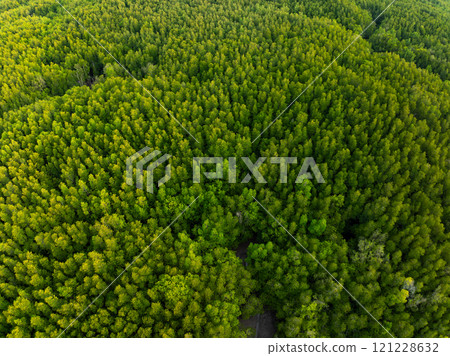 Amazing abundant mangrove forest,Aerial view of forest trees Rainforest ecosystem and healthy environment background,Texture of green trees forest background 121228632