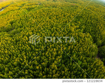 Amazing abundant mangrove forest,Aerial view of forest trees Rainforest ecosystem and healthy environment background,Texture of green trees forest background 121228634
