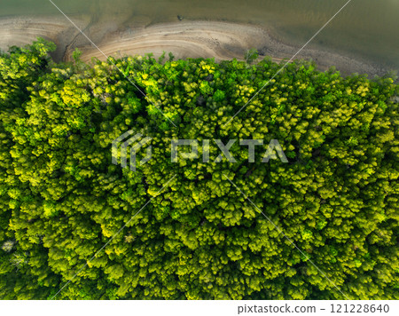 Amazing abundant mangrove forest,Aerial view of forest trees Rainforest ecosystem and healthy environment background,Texture of green trees forest background Amazing abundant mangrove forest,Aerial view of forest trees Rainforest ecosystem and healthy environment background,Texture of green trees forest background 121228640