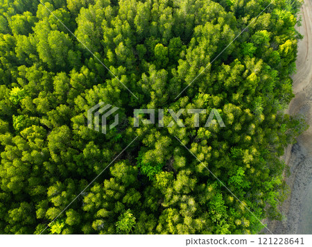 Amazing abundant mangrove forest,Aerial view of forest trees Rainforest ecosystem and healthy environment background,Texture of green trees forest background 121228641