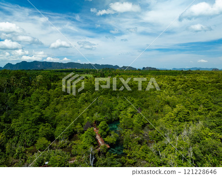 Amazing abundant mangrove forest,Aerial view of forest trees Rainforest ecosystem and healthy environment background,Texture of green trees forest background Amazing abundant mangrove forest,Aerial view of forest trees Rainforest ecosystem and healthy environment background,Texture of green trees forest background 121228646