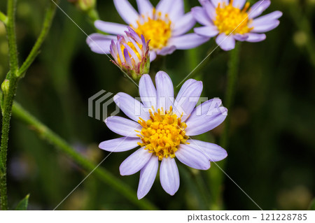 錫安花在秋天的花園裡美麗地綻放 121228785