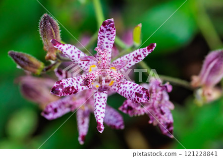 Close-up of beautiful cuckoo flower blooming in autumn garden Close-up of beautiful cuckoo flower blooming in autumn garden 121228841