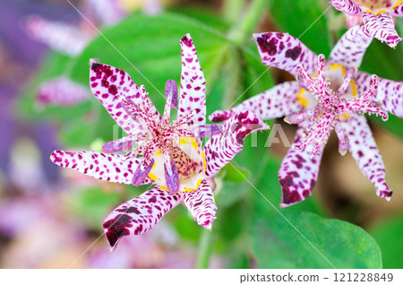秋天花園裡盛開的美麗的 hototogi 花的特寫 121228849